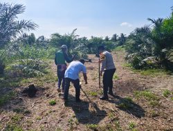 PROGRAM KETAHTANAN PANGAN BERLANJUT – JAGUNG PIPIL TUMPANG SARI TANAMI DI DESA BANGUN SARI