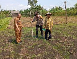 Polsek Kampar Kiri Hilir Bersama Kelompok Tani Rukun Sentosa Tanam Jagung Pipil Tumpang Sari