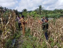 Polsek Tapung Hilir Dukung Program Ketahanan Pangan, Panen 250 Kg Jagung Pipil Bersama BUMDes Tunas Harapan