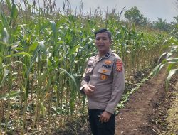 Polsek Kampar Konsisten Dukung Ketahanan Pangan Nasional, Rutin Pantau Pertumbuhan Jagung di Desa Kayu Aro