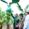 Dorong Ketahanan Pangan, Bupati Kampar Kunjungi Perkebunan Pisang Cavendish di Pulau Birandang