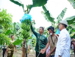 Dorong Ketahanan Pangan, Bupati Kampar Kunjungi Perkebunan Pisang Cavendish di Pulau Birandang