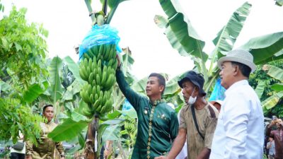 Dorong Ketahanan Pangan, Bupati Kampar Kunjungi Perkebunan Pisang Cavendish di Pulau Birandang