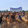 Kapolsek Kampar dan Jajaran Panen 6 Ton Jagung Pipil Kuartal II, Dukung Swasembada Pangan 2026