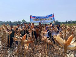 Kapolsek Kampar dan Jajaran Panen 6 Ton Jagung Pipil Kuartal II, Dukung Swasembada Pangan 2026