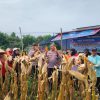 Dukung Swasembada Pangan 2026, Polsek Kampar Kembali Panen Jagung Pipil di Rumbio Jaya