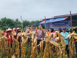 Dukung Swasembada Pangan 2026, Polsek Kampar Kembali Panen Jagung Pipil di Rumbio Jaya