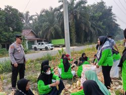 Kapolsek Kampar Kembali Tunjukkan Komitmen Dukung Swasembada Pangan 2026, Panen Jagung Bersama KWT di Padang Mutung