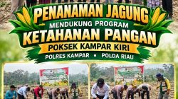 Dukung Swasembada Pangan 2026, Kapolsek Kampar Kiri Bersama Kelompok Tani Toeroba Berkah Tanam Jagung di Desa Kuntu
